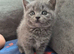 BLH X kittens for sale