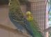 budgies.