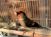 Bully x goldfinch