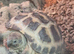 Young Horsefield Tortoises Available