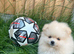 Beautiful Pomeranian puppy
