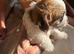 Jug puppy for sale
