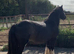 Our Timmy.Gorgeous Cuddly Black Colt
