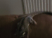 2 Sugar Gliders with cages, toys etc
