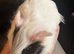 2 baby boar pigs