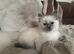 2 beautiful pure Ragdoll kittens (price is for both!)