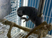 Super tame African grey Glasgow