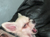 Chihuahua cross pug