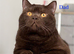 British shorthair kittens
