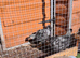 Gold laced Wyandotte chickens LF