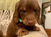 Kennel Club registered small Miniature Dachshund puppies