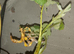 Macleays spectre stick insect Nymph