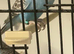 Budgies split blackwing