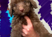 Goldendoodle puppies - Ready to go this weekend