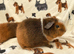 3 teddy boars