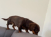 Chocolate and tan miniature dachshund boy for stud