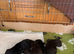 Fully heath and genetically tested F2 cockapoos - only one beautiful black boy available