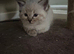 Ragdoll kittens for sale