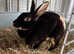 Mini Rex breeding doe/pair