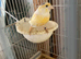 Hen Canary