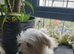 Maltese puppy