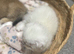 Scottish fold/straights Ready sept 13th