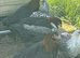 French Black Copper Maran female chickens