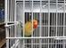 Parablue/ yf turquoise fischer lovebirds