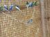 Baby budgies for sale