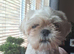 Beautiful shih tzu puppy