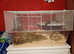2 male gerbils for sale.
