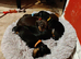 Beautiful home-reared Miniature Dachshund Puppies