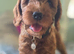 Red F1 female cockerpoo