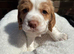 Cocker spaniel puppies