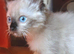 Female seal point kitten