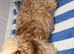 Pedigree ShowLine cavapoo boy