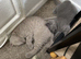 Beautiful British Shorthair Kittens &ndash; Lilac & Blue &ndash; Ready for Their Forever Homes