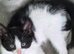 5 beautiful kittens
