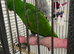 Hand tame eclectus parrot