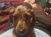 Miniature dacshund