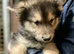 German Shepherd cross Husky Puppies
