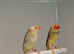 Proven pair of pied stars