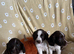 Springer spaniel pups