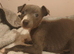 Show whippetts