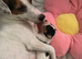 Jack Russell Terrier Puppies