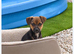 Jack Russell X Chihuahua