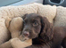 Beautiful cocker spaniel girl one available