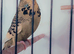 Exhibition budgies for ssle