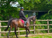 Thoroughbred mare 8 years old