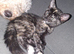 2 FEMALE KITTENS READY NOW.